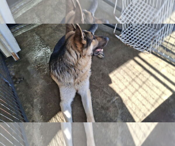 Medium Photo #46 German Shepherd Dog Puppy For Sale in Sebec, ME, USA