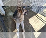 Small #45 German Shepherd Dog