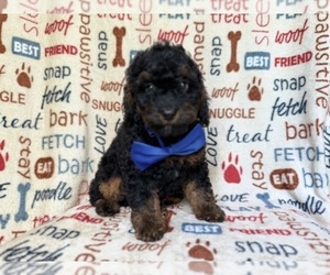 Cockapoo (Miniature) Puppy for sale in LAKELAND, FL, USA
