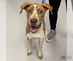 Small #1 Mutt