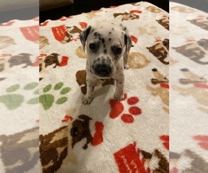 Dalmatian Puppy for sale in LEBANON, MO, USA
