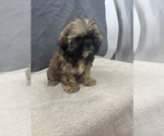 Small Photo #4 Shih Tzu Puppy For Sale in SAINT AUGUSTINE, FL, USA