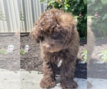 Small #6 Havanese