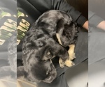 Small Photo #14 French Bulldog Puppy For Sale in ATLANTA, GA, USA