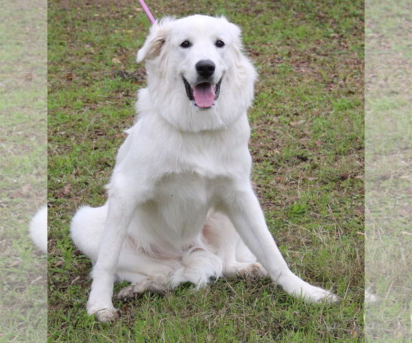 Medium Photo #3 Great Pyrenees Puppy For Sale in Bandera, TX, USA