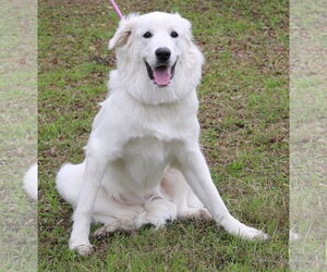 Athena - Female Great Pyrenees Dog for Adoption - Photo #3