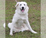 Small #2 Great Pyrenees