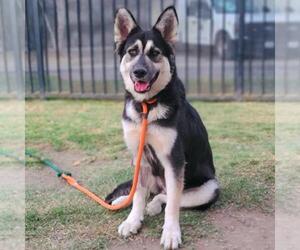 Siberian Husky Dogs for adoption in Long Beach, CA, USA