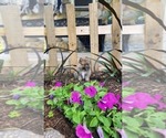 Puppy Western Pomeranian