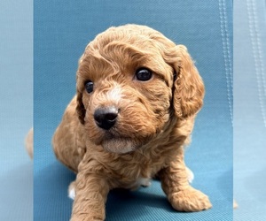 Cavapoo (Miniature) Litter for sale in WAUSEON, OH, USA