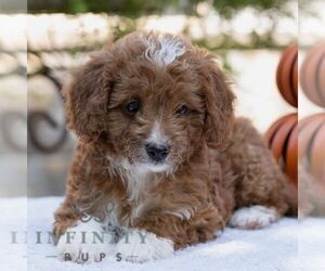 Cavapoo Puppy for sale in LITITZ, PA, USA