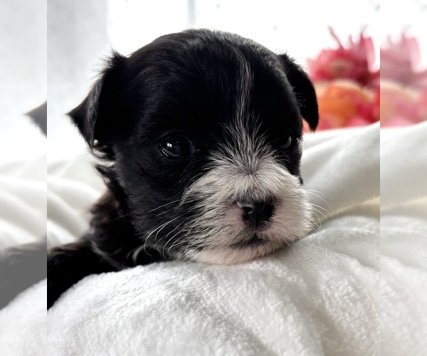 Medium Photo #4 Morkie Puppy For Sale in ROCK STREAM, NY, USA