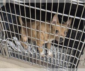 Chihuahua Dogs for adoption in Decatur, IL, USA