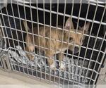 NAPOLEON CHEDDAR - Male Chihuahua Dog for Adoption - Small photo