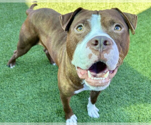 Medium Photo #1 American Staffordshire Terrier-Unknown Mix Puppy For Sale in Raleigh, NC, USA