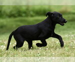 Small German Shepherd Dog-Retriever  Mix