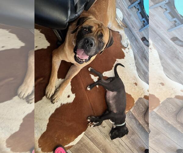 Medium Photo #2 Mastiff Puppy For Sale in Edmond, OK, USA