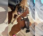 Small #1 Mastiff