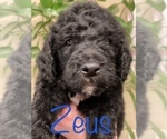 Small Photo #2 Goldendoodle-Poodle (Standard) Mix Puppy For Sale in GRESHAM, OR, USA