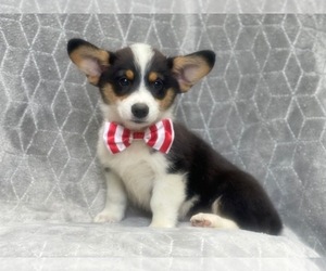 Pembroke Welsh Corgi Puppy for sale in LAKELAND, FL, USA