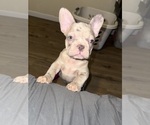 Puppy Tonka French Bulldog