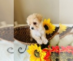 Small Photo #9 Morkie Puppy For Sale in CROSSVILLE, TN, USA