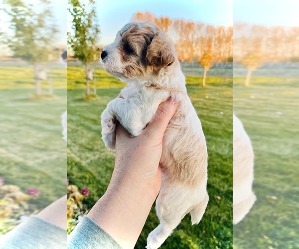 Medium Photo #6 Bichpoo-Yo-Chon Mix Puppy For Sale in RIGBY, ID, USA