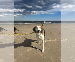 Mutt Dogs for adoption in Oakhurst, NJ, USA