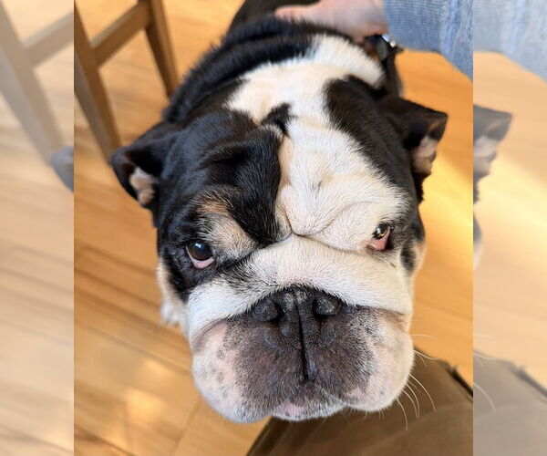 Medium Photo #2 Bulldog Puppy For Sale in Oak Bluffs, MA, USA