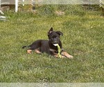 Small Photo #11 Malinois Puppy For Sale in ORCHARDS, WA, USA