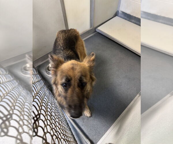 Medium Photo #1 German Shepherd Dog Puppy For Sale in Glen Allen, VA, USA
