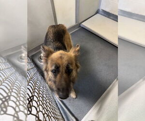 German Shepherd Dog Dogs for adoption in Glen Allen, VA, USA