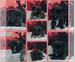 Small #3 Labrador Retriever-Pembroke Welsh Corgi Mix