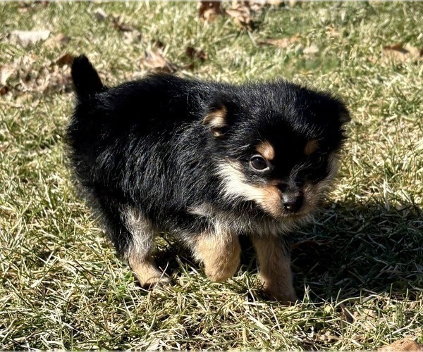 Medium Photo #4 Yorkshire Terrier Puppy For Sale in FAIR HAVEN, MI, USA