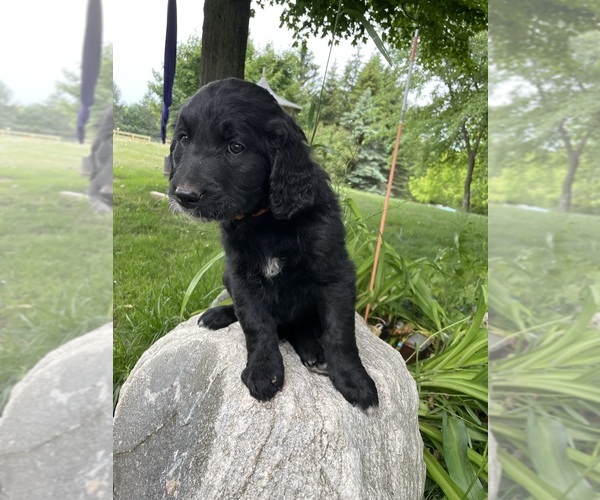 Medium Photo #13 Bernedoodle-Golden Retriever Mix Puppy For Sale in BEULAH, MI, USA