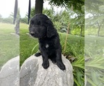 Small Photo #13 Bernedoodle-Golden Retriever Mix Puppy For Sale in BEULAH, MI, USA