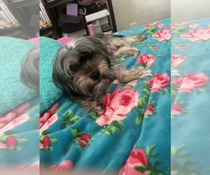 Mother of the Shorkie Tzu puppies born on 07/13/2025