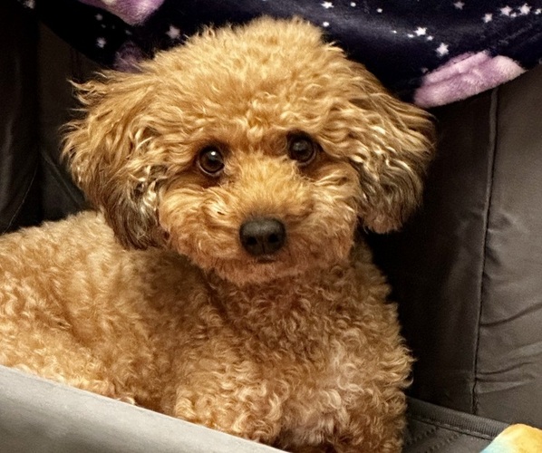 Medium Photo #1 YorkiePoo Puppy For Sale in MERIDIAN, ID, USA