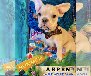 French Bulldog Puppy for sale in HEATHROW, FL, USA