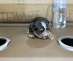 Small #2 Morkie