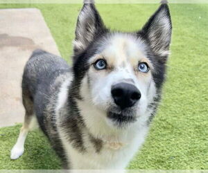 - Mix Dogs for adoption in Raleigh, NC, USA