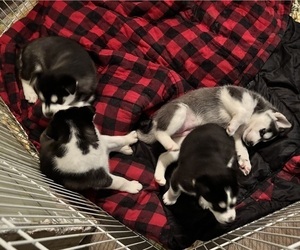 Siberian Husky Litter for sale in KNOXVILLE, TN, USA