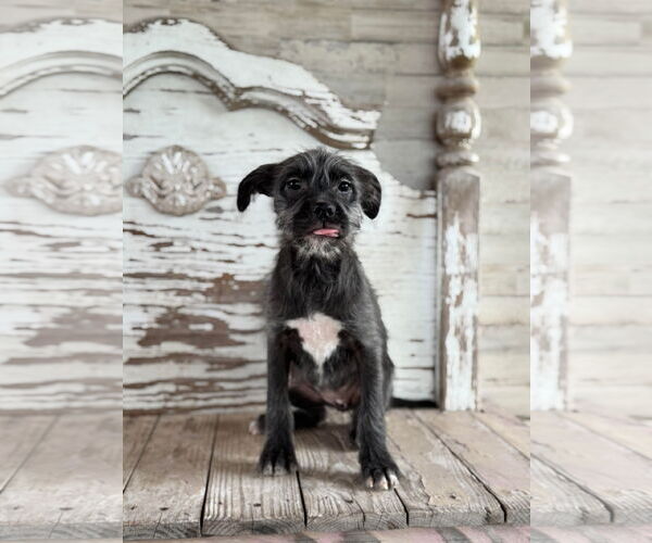 Medium Photo #3 Mutt Puppy For Sale in Rockaway, NJ, USA