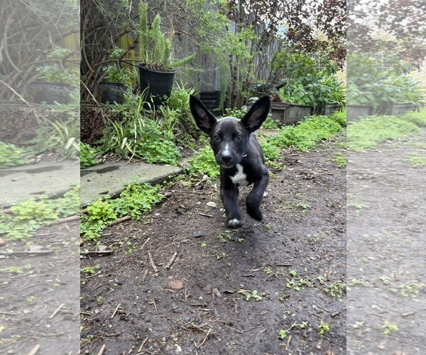 Medium Photo #3 American Pit Bull Terrier-Unknown Mix Puppy For Sale in Berkeley, CA, USA