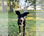 Small Labrador Retriever Mix