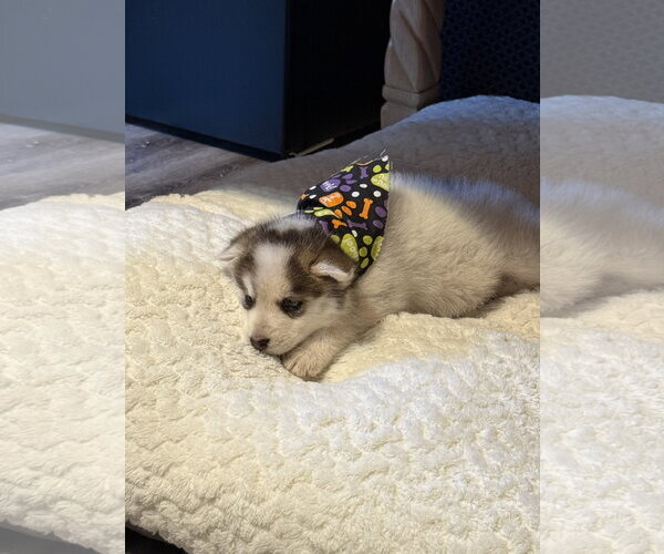 Medium Photo #6 Siberian Husky Puppy For Sale in Cedar Crest, NM, USA