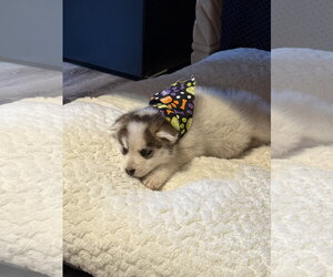 White puppy - Cassidy - Male Siberian Husky Dog for Adoption - Photo #6