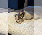 Small Photo #6 Siberian Husky Puppy For Sale in Cedar Crest, NM, USA