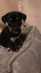 English Coonhound Puppy for sale in SAN ANTONIO, TX, USA
