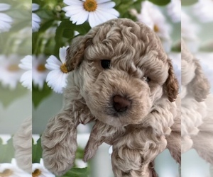 Poodle (Toy) Puppy for Sale in ATLANTIC BEACH, Florida USA